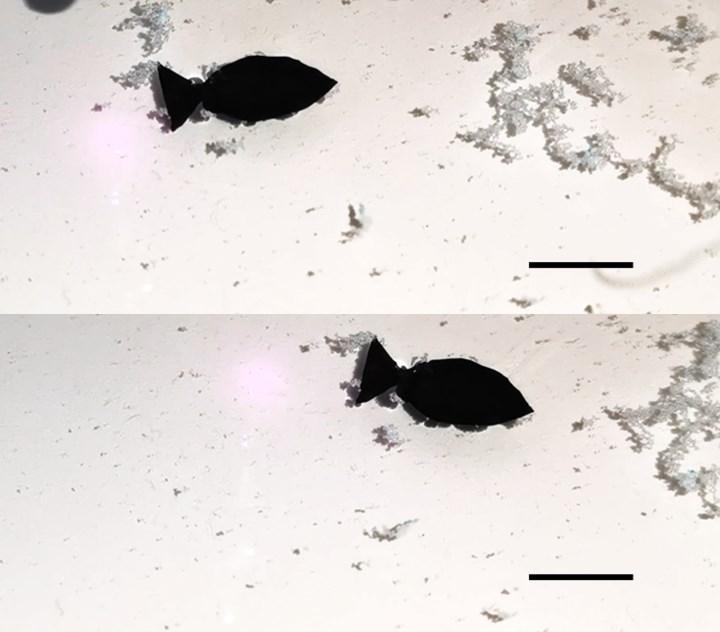 Işıkla etkinleşen robot balık, sudaki mikroplastikleri topluyor