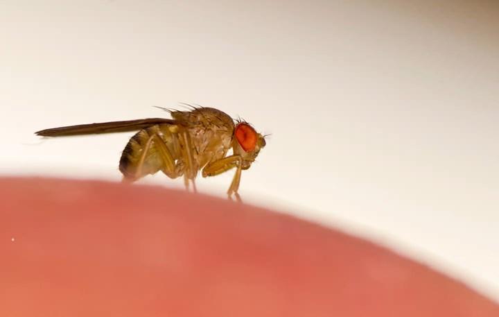 Bilim insanları sinekleri hackledi