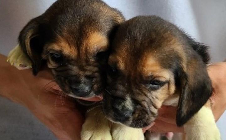 Genetiği değiştirilmiş köpekler ilk kez klonlandı