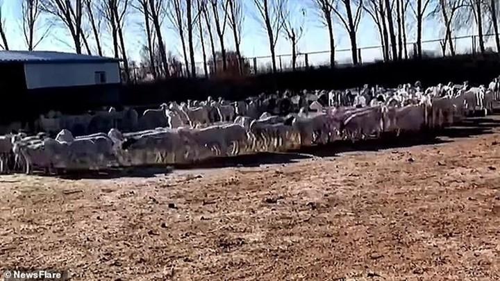 This video has been discussed for ten days: Why are these sheep turning?