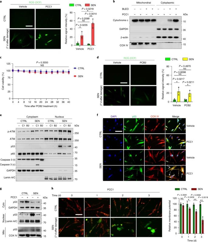 Üzüm çekirdeği flavonoid