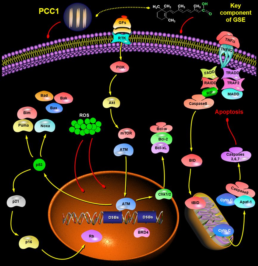 Üzüm çekirdeği flavonoid