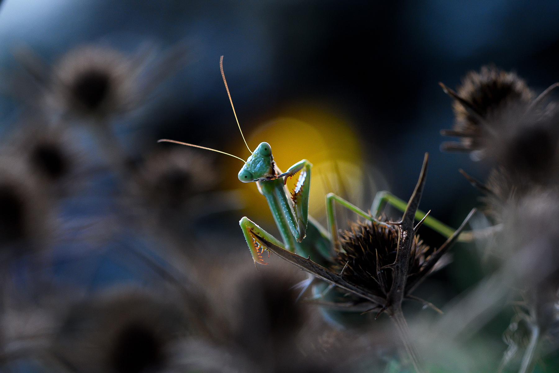 Canarian Photo Awards 2023