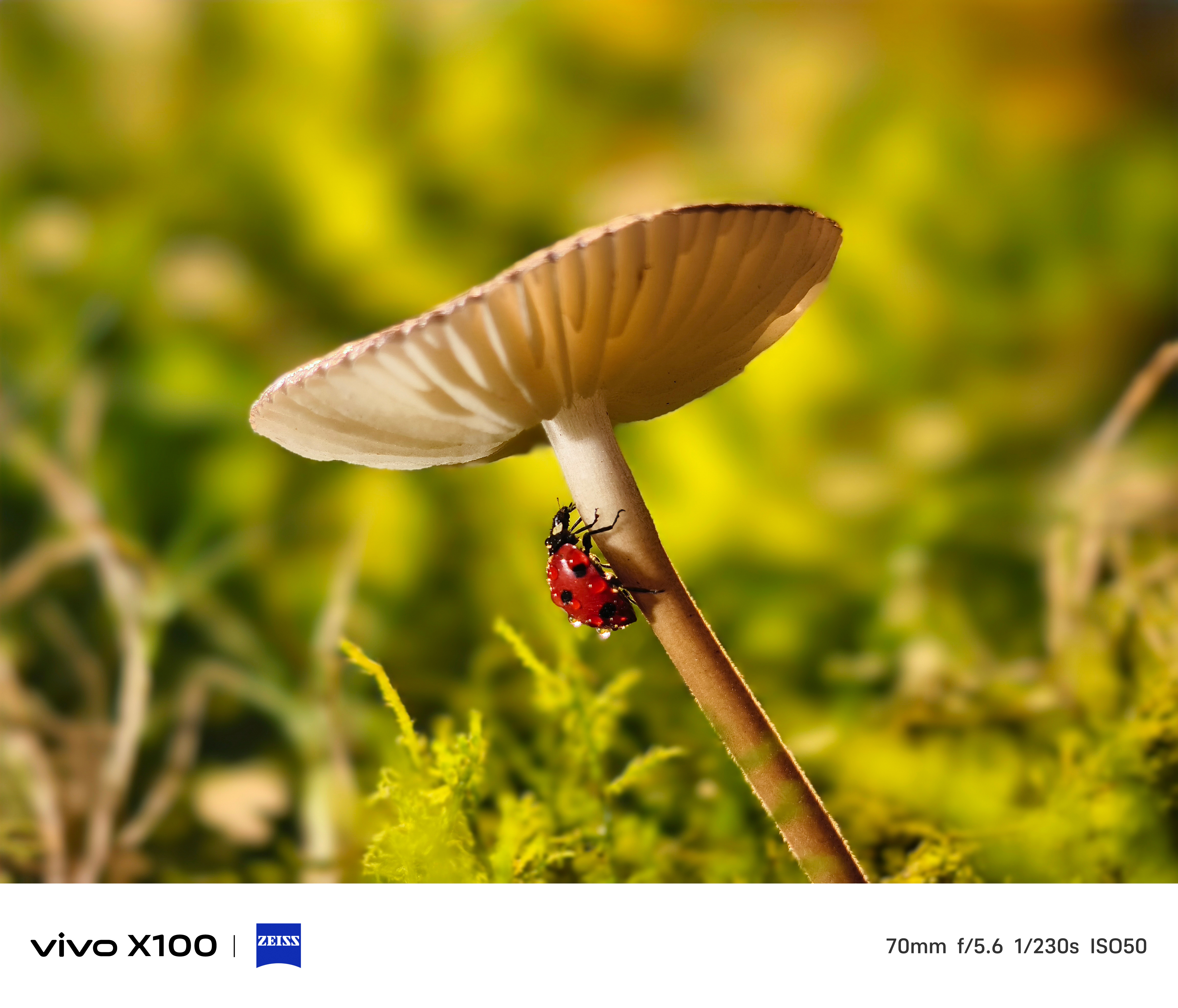 Vivo X100