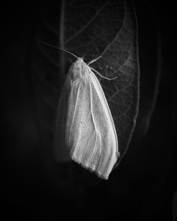 iPhone fotoğrafçılık ödülleri