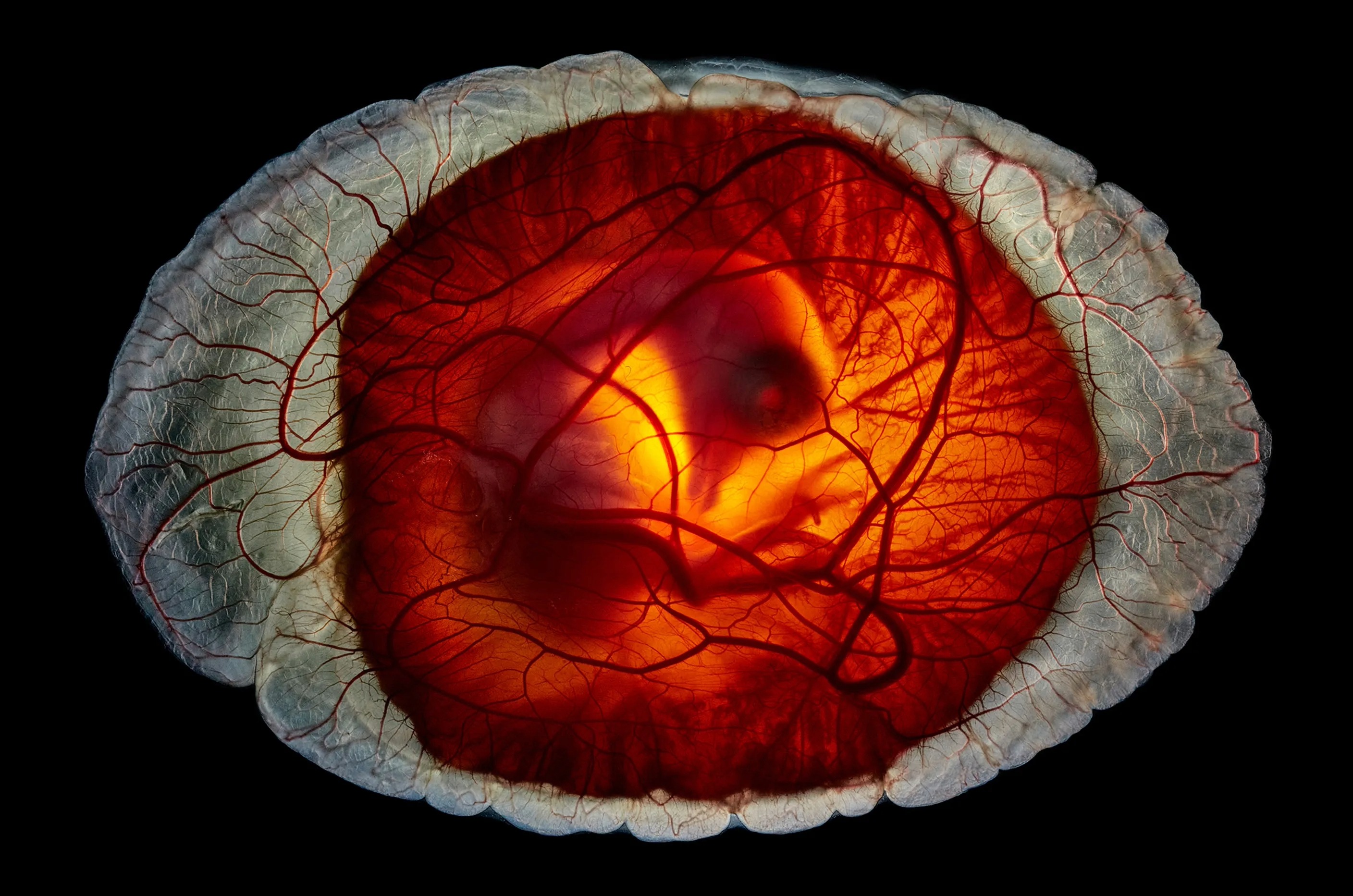 2025'in en iyi fotoğrafları