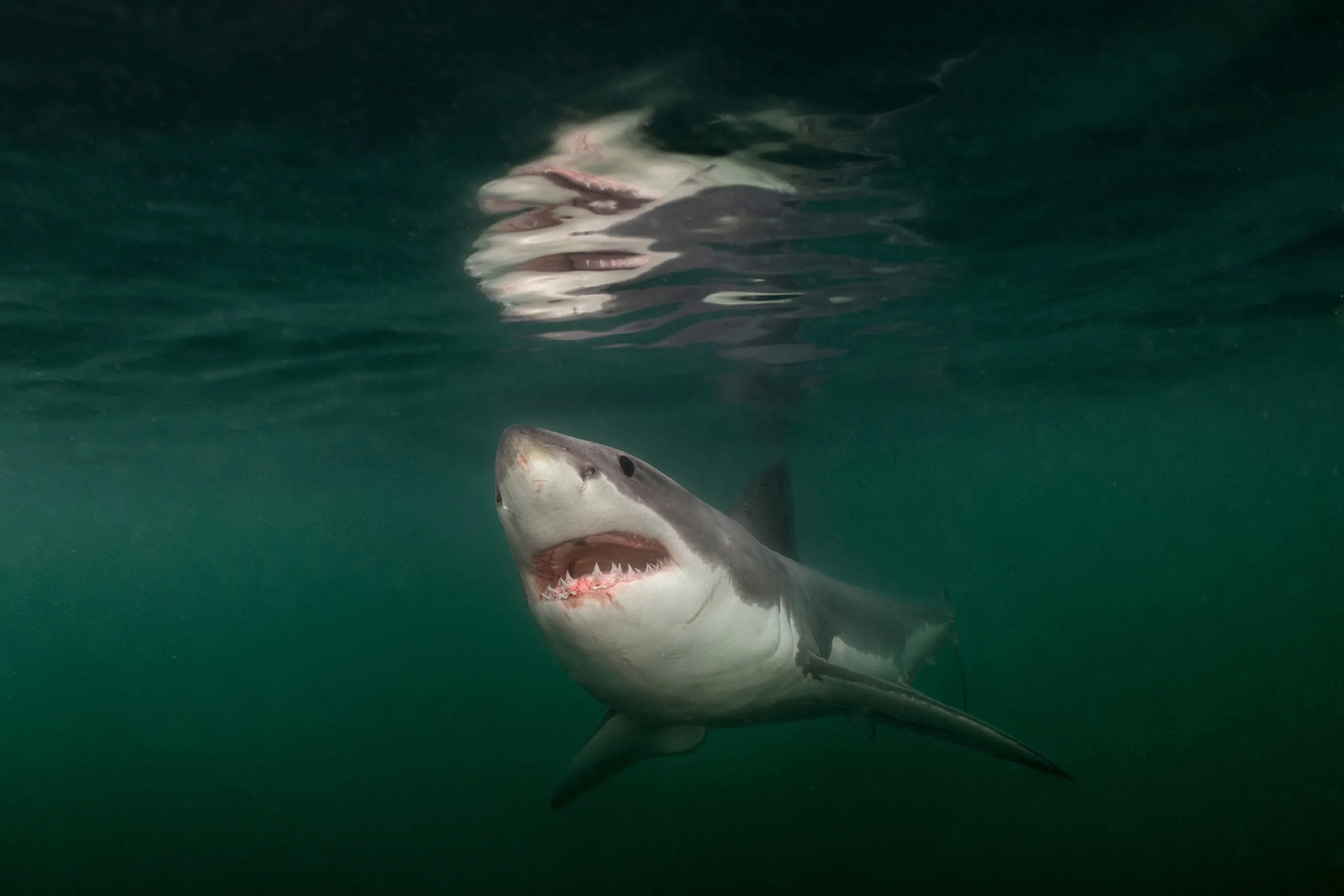 2025'in en iyi fotoğrafları