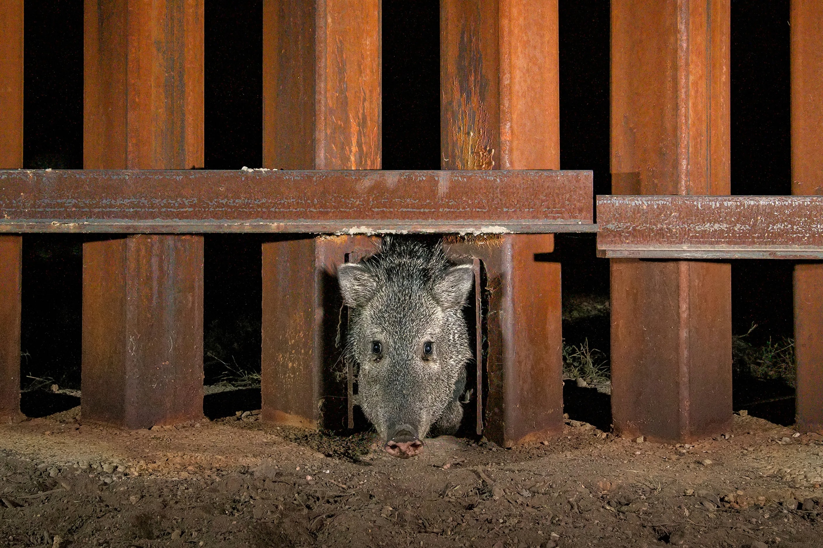 2025'in en iyi fotoğrafları