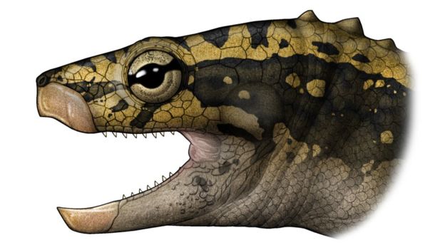 230 milyon yıllık 'kabuksuz' kaplumbağa fosili bulundu