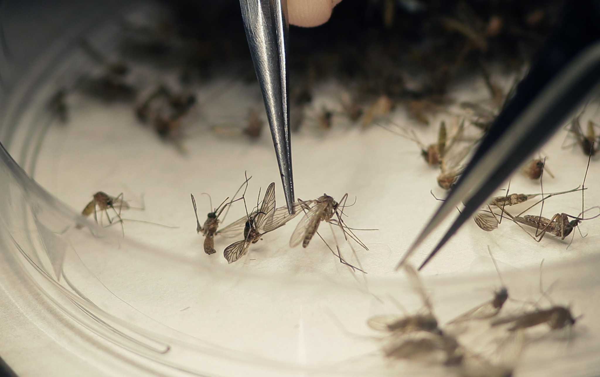 Verily, sivrisineklerle mücadelede yapay zekadan destek alacak