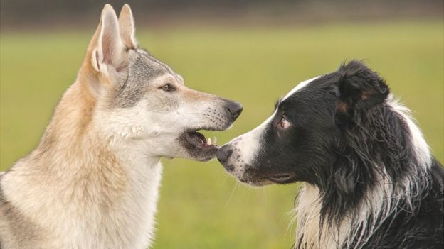 Köpeklerin ve insanların geçmişine bir bakış