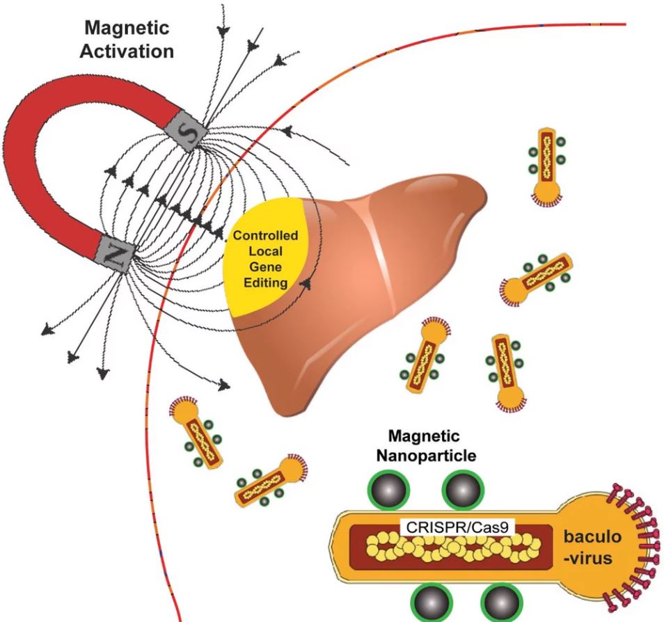 Güve virüsleri, manyetik parçacıklar ve gen düzenleme, tedavide nasıl etkili olur?