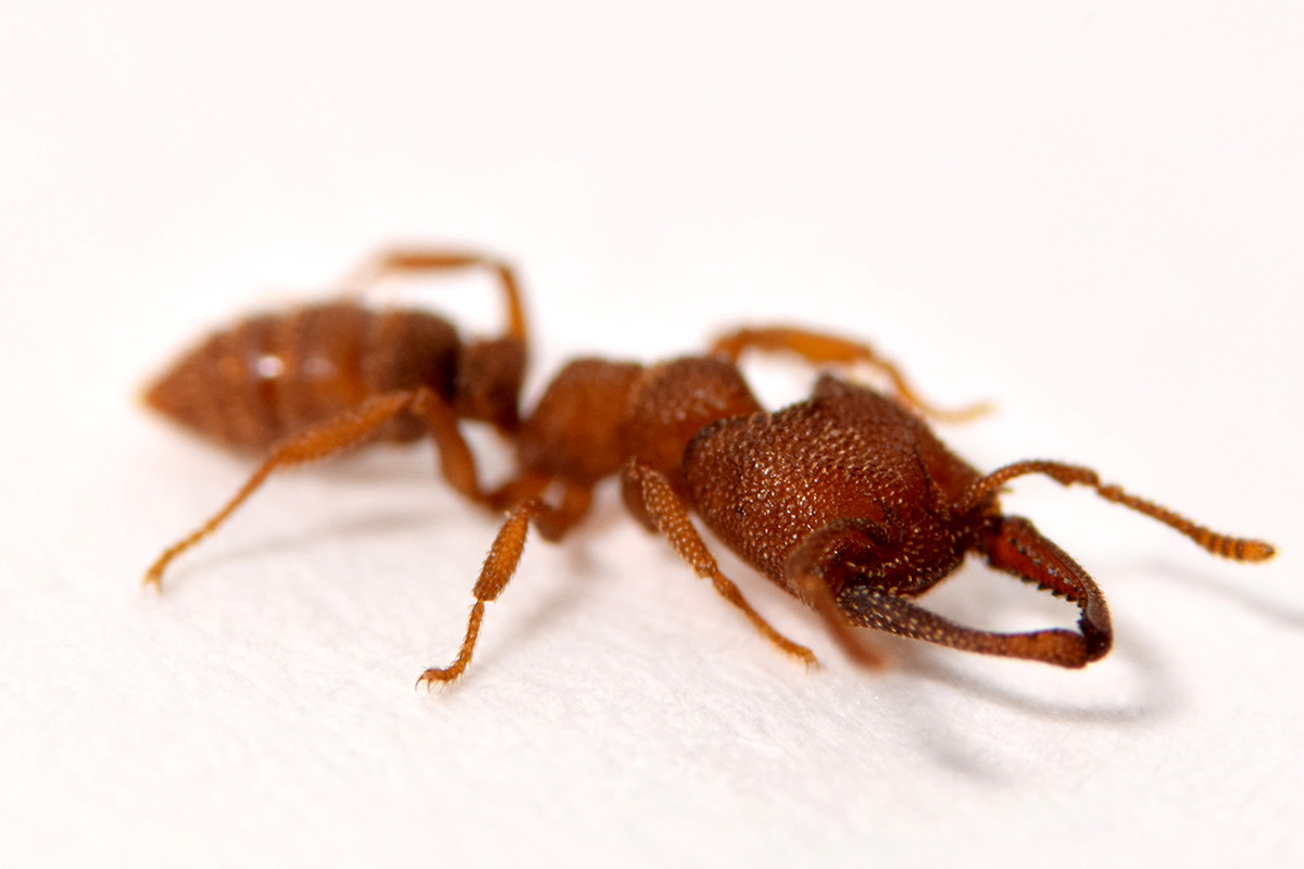 Bu karınca türü çenesini 324 km/h hızla kapatabiliyor