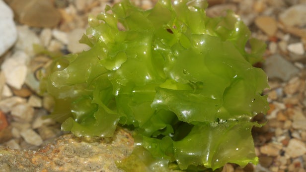 Deniz yosunu yiyen mikro organizmalar sürdürülebilir bioplastik üretti