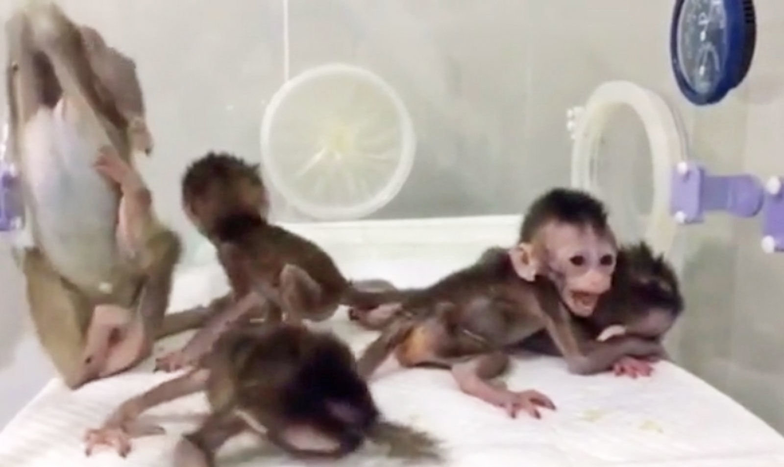 Genleri düzenlenen maymun, günlük vücut ritmi araştırması kapsamında klonlandı