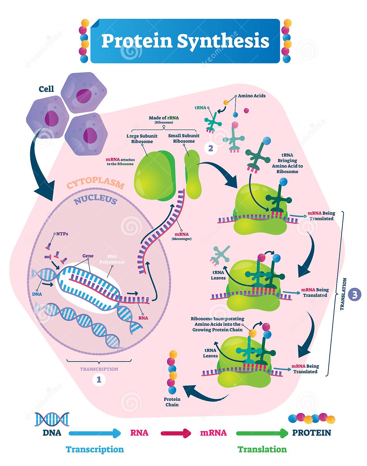 Yüksek protein içeren beslenme düzeni sanıldığı gibi sağlıklı olmayabilir