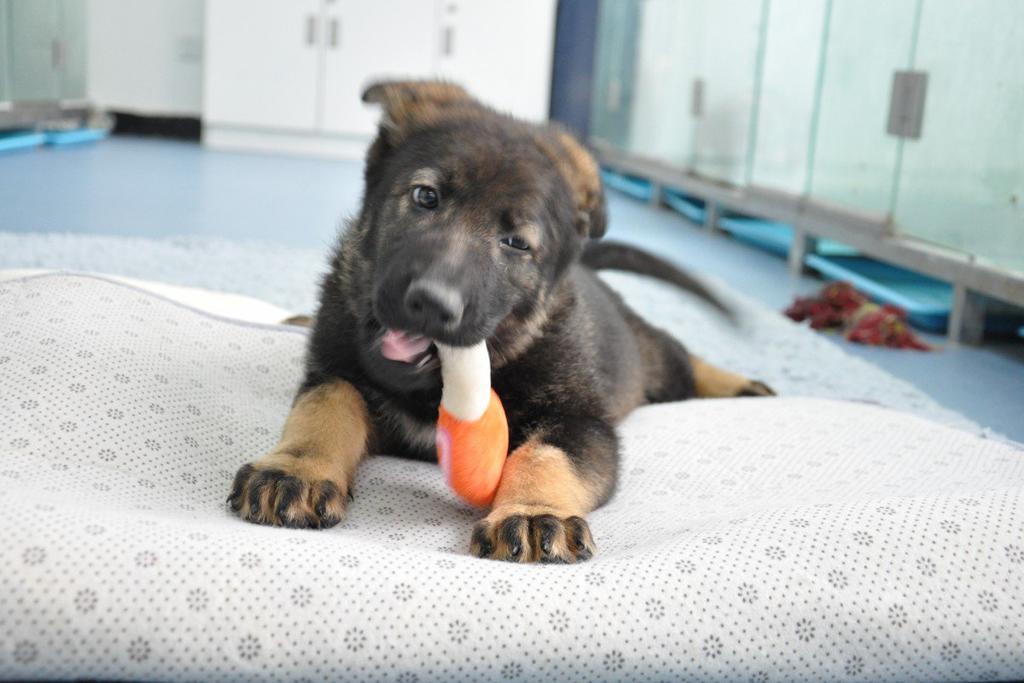 Çin bu sefer de bir polis köpeğini klonladı