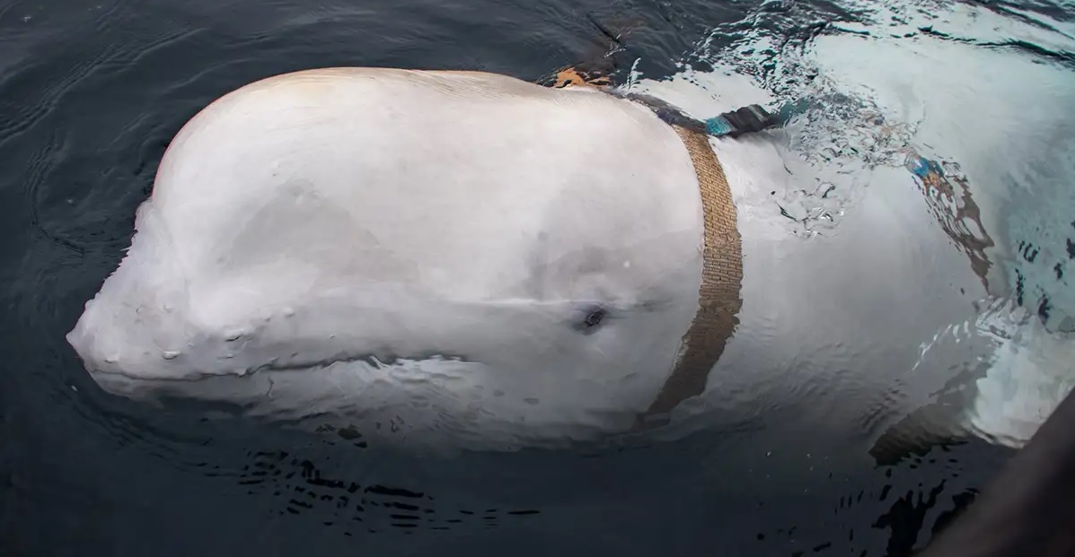 Norveç'te bulunan balinanın Rusların geliştirdiği bir silah olduğundan şüpheleniliyor