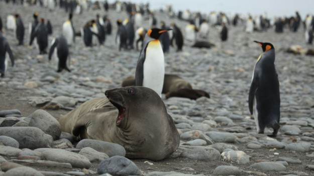 Penguen ve deniz fili dışkıları, Antarktika’ya can veriyor