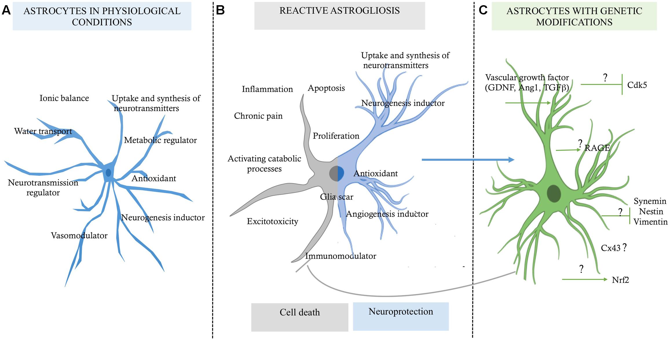 Astrositler nöronları toksik etkenlere karşı koruyor