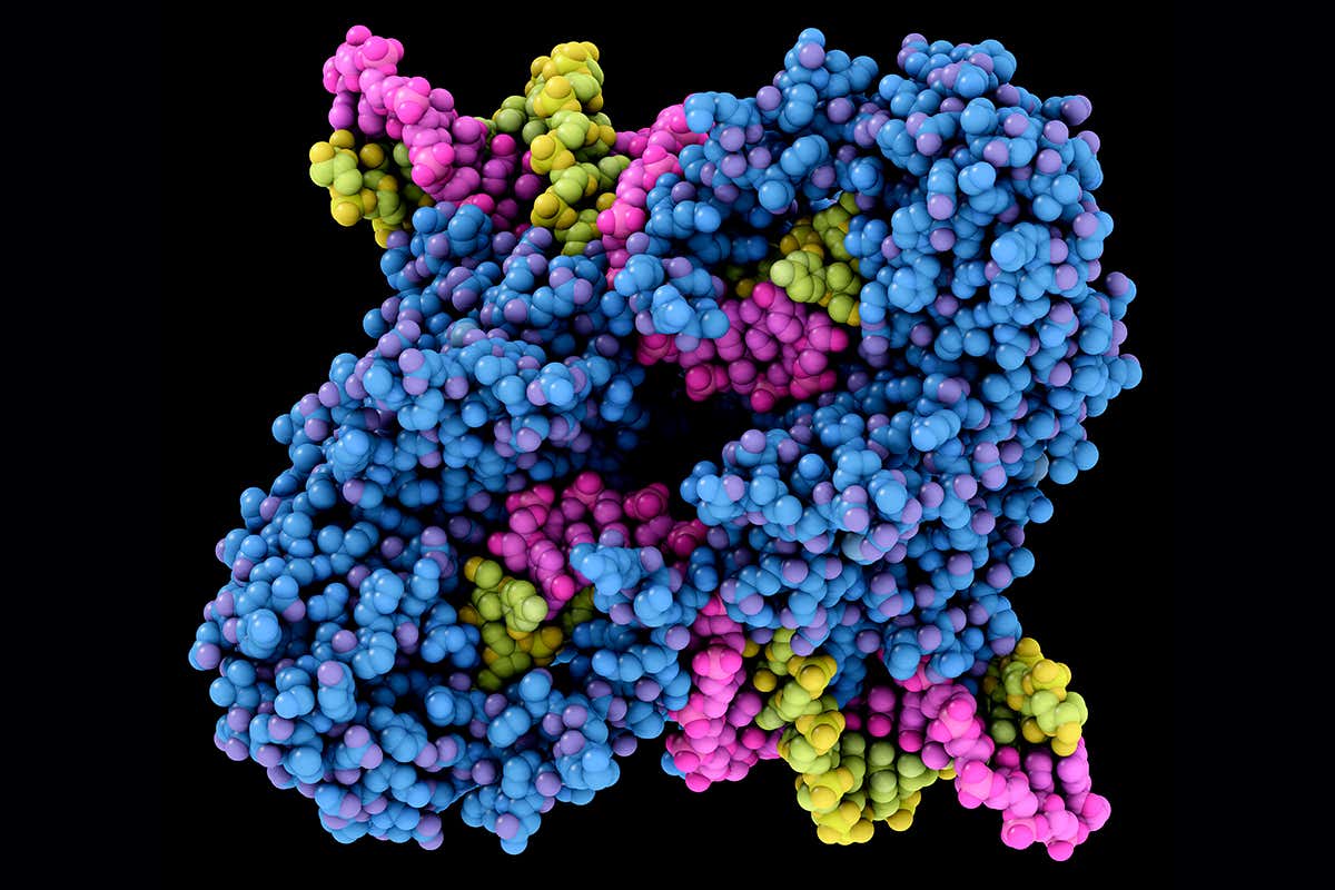 CRISPR yöntemi transpozonlar ile geliştiriliyor