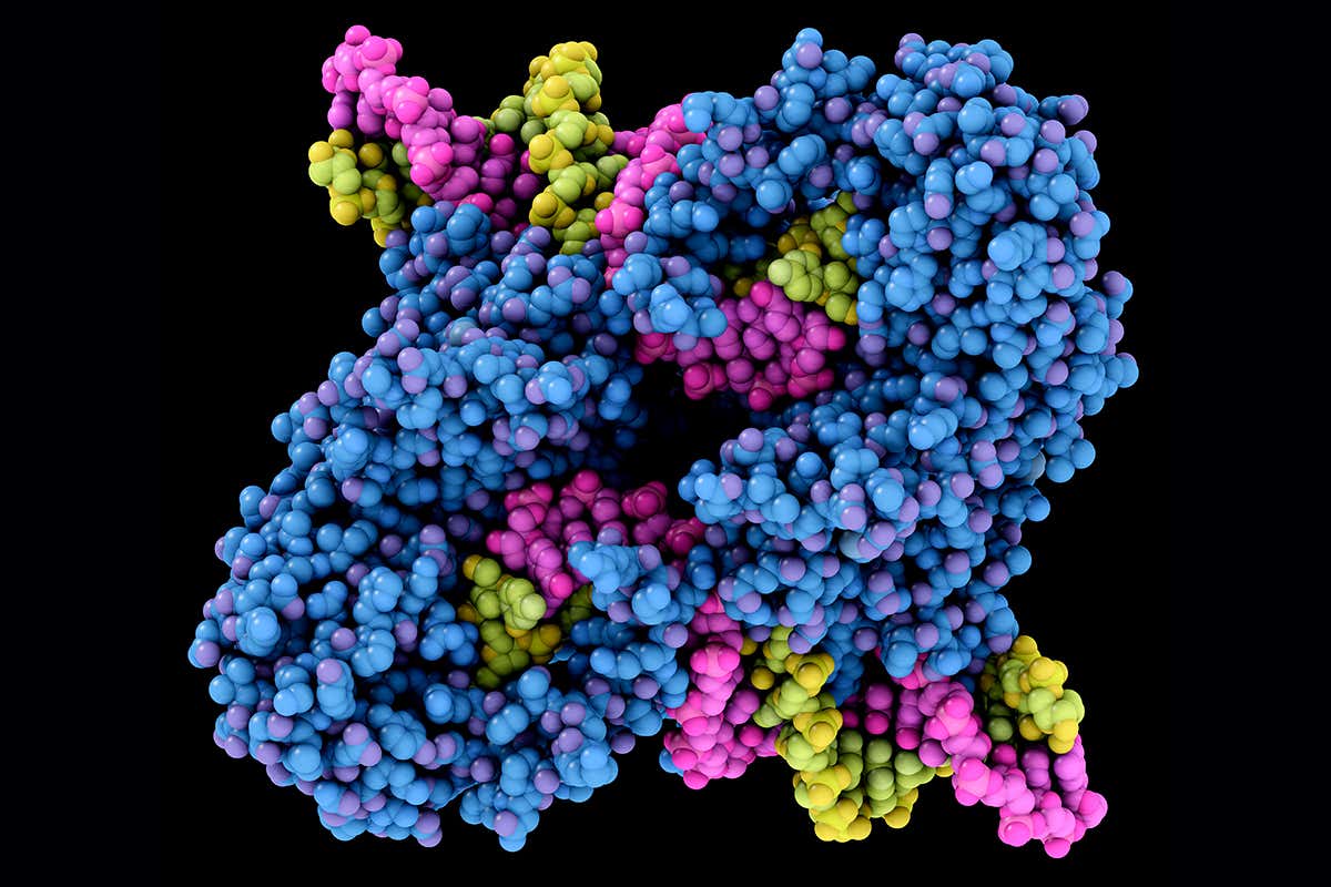 CRISPR yöntemi transpozonlar ile geliştiriliyor