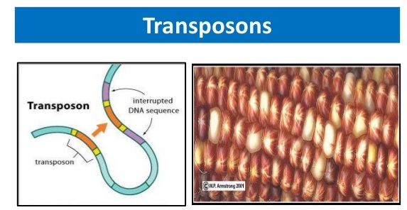 CRISPR yöntemi transpozonlar ile geliştiriliyor