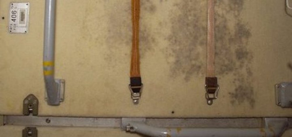 ISS, ölümcül dozda radyasyona dayanabilen küf sporlarına ev sahipliği yapıyor