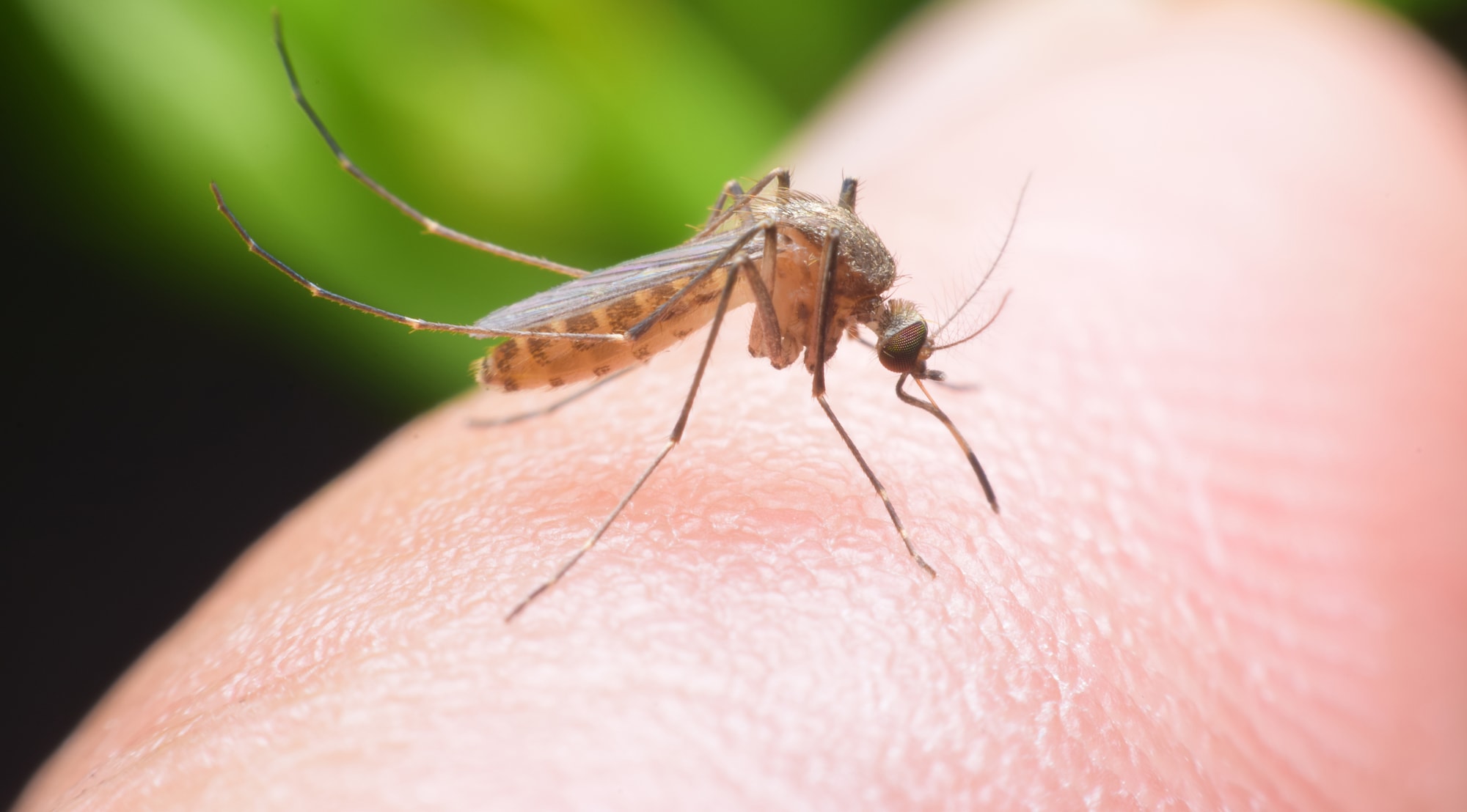 Florida'da sivrisinek salgını sebebiyle ölümcül virüs yayılıyor
