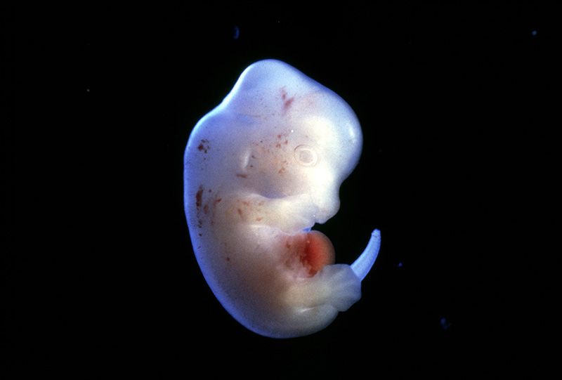 İnsana ait organlar hayvan embriyolarında üretilecek