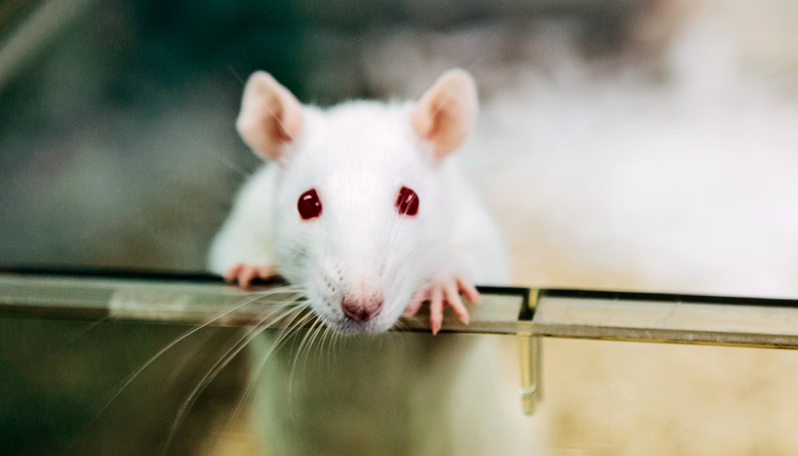 Alzheimer araştırmaları için yeni fare modelleri üretiliyor