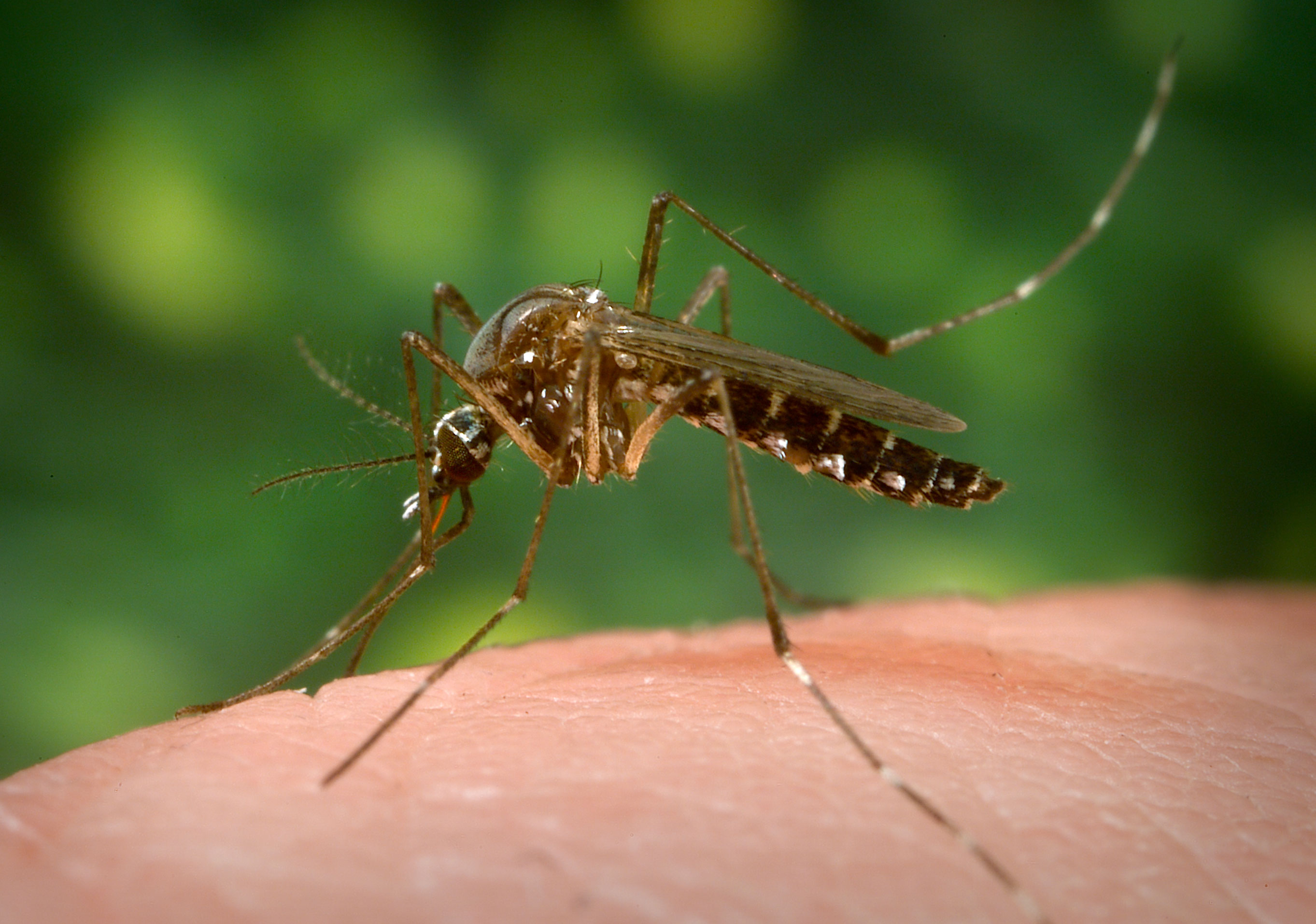 Sivrisinekler neden bazı kişilere daha fazla saldırır ?