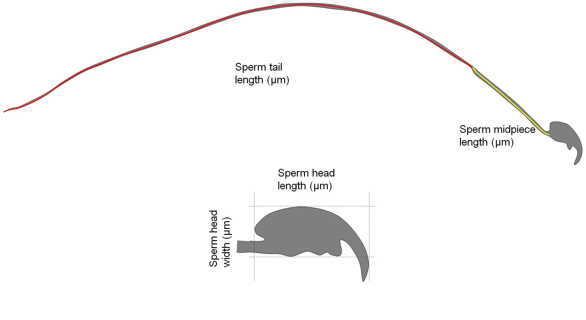 Sperm ayırma tekniği ile istenilen cinsiyette yavrular üretildi