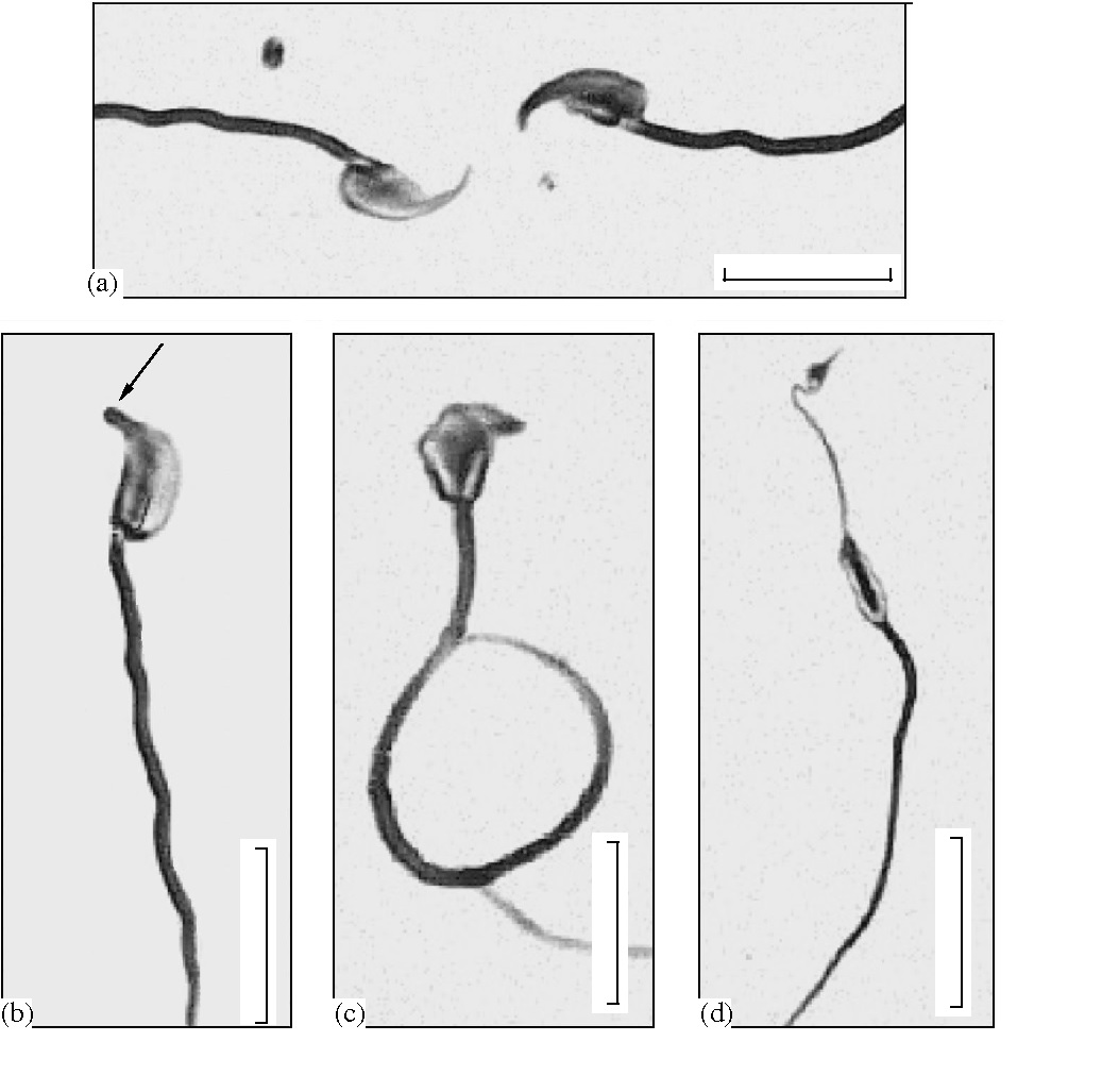 Sperm ayırma tekniği ile istenilen cinsiyette yavrular üretildi