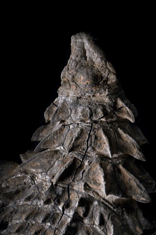 Sekiz yıl önce bulunan “dinozor mumyası”, Kanada’da sergilenmeye başladı
