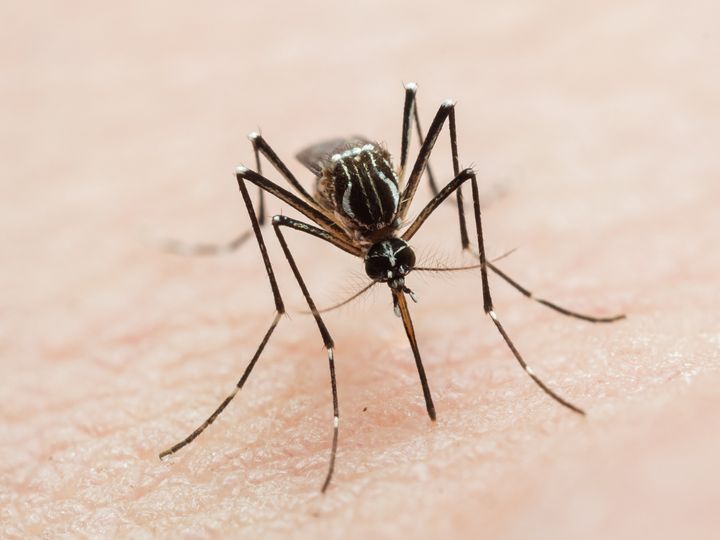 Grafen kaplı kıyafetler ile sivrisinek ısırıklarını engellemek mümkün