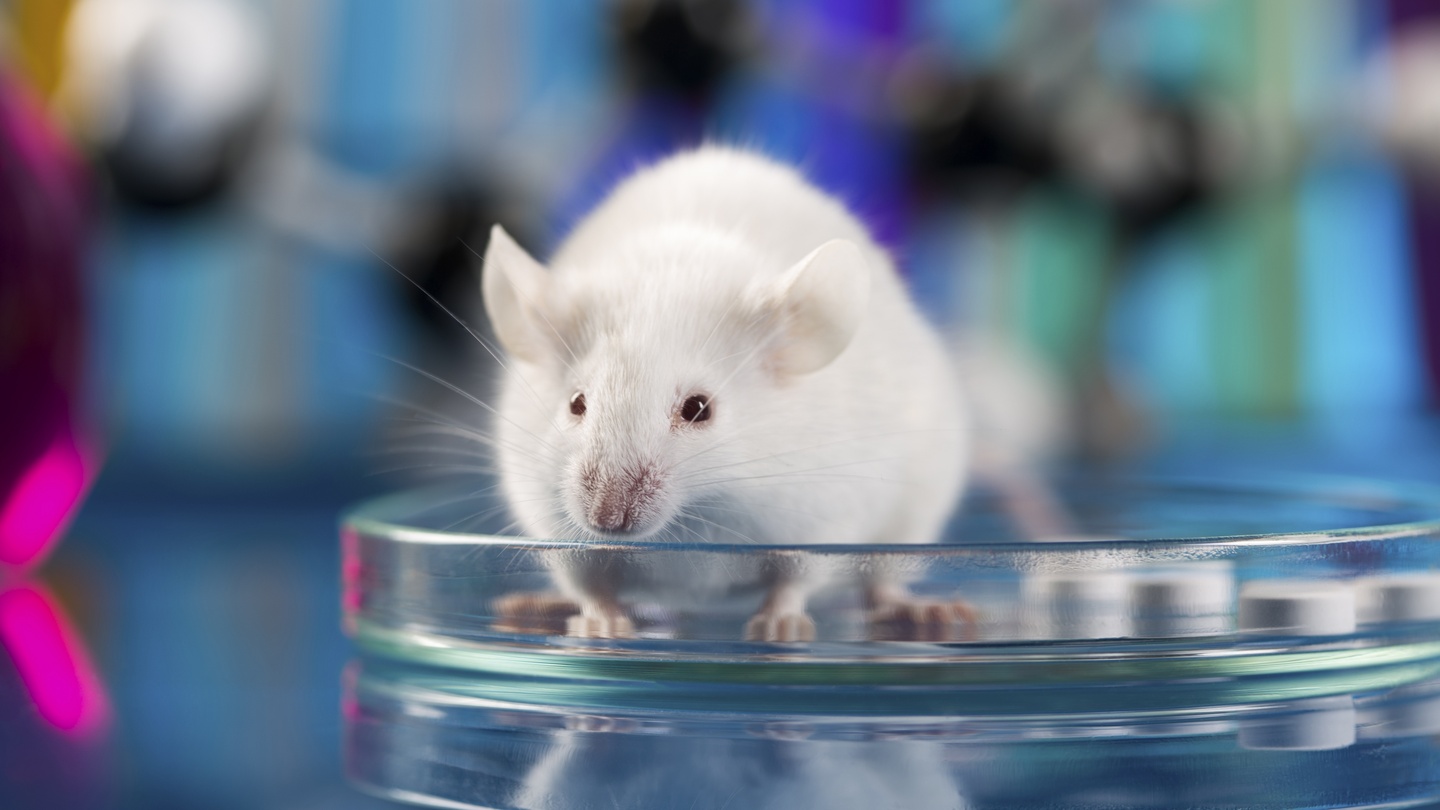 Yeni aşı farelerde Herpes enfeksiyonunu önlüyor