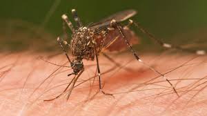Genetiği değiştirilmiş sivrisinek çalışması olumsuz sonuçlandı