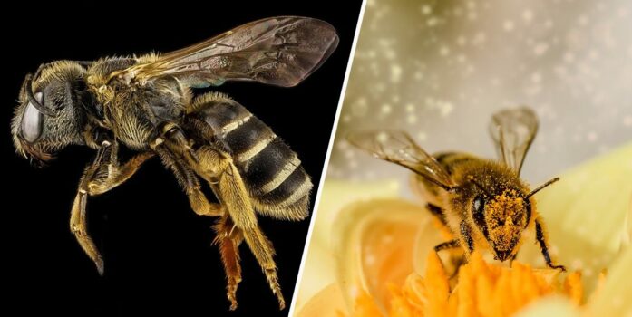 Arılar, Dünya üzerinde yaşayan en önemli canlılar olarak ilan edildi