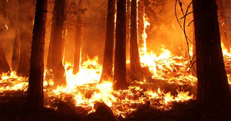 Avustralya’da devam eden orman yangınları, yıllık CO2 emisyon değerlerini allak bullak etti