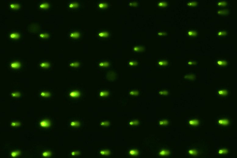 Kansere neden olan DNA hasarının hızla tespit edilmesini sağlayan yeni bir test yöntemi geliştirildi