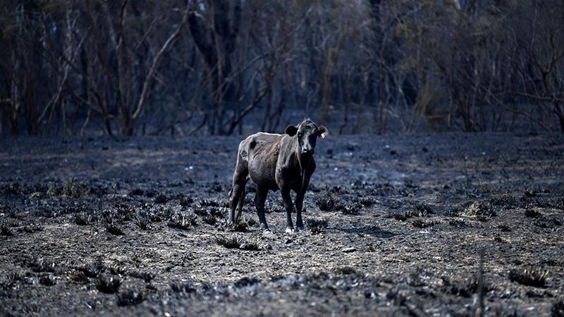 Avustralya yangınlarında salınan CO2, 116 ülkenin toplam yıllık emisyon değerinin üzerine çıktı