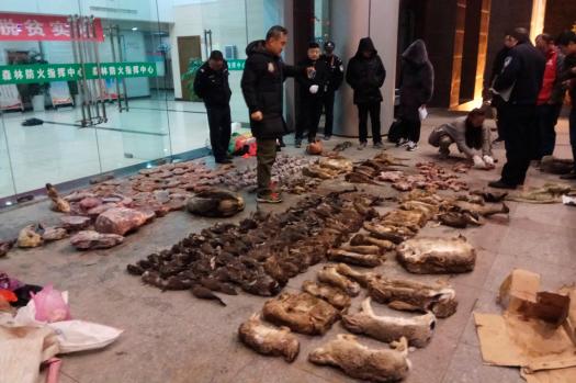 Çini koronavirüsün gölgesinde yabani hayvan ticaretini yasakladı