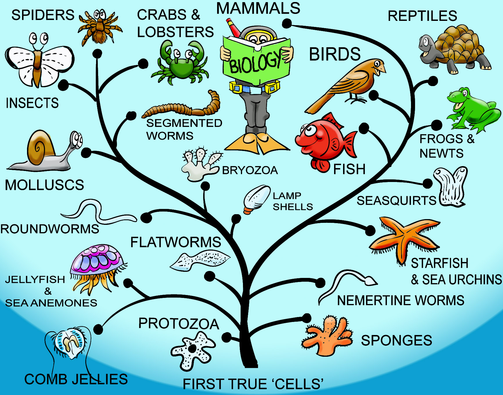 Örneklerle canlılarda evrimin izini sürmek: Morfoloji, genetik ve ortak ata ilişkisi