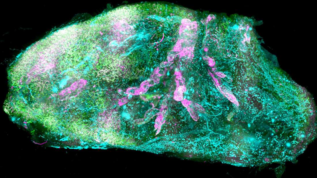 İnsan organları ilk defa hücresel düzeyde 3B haritalandı