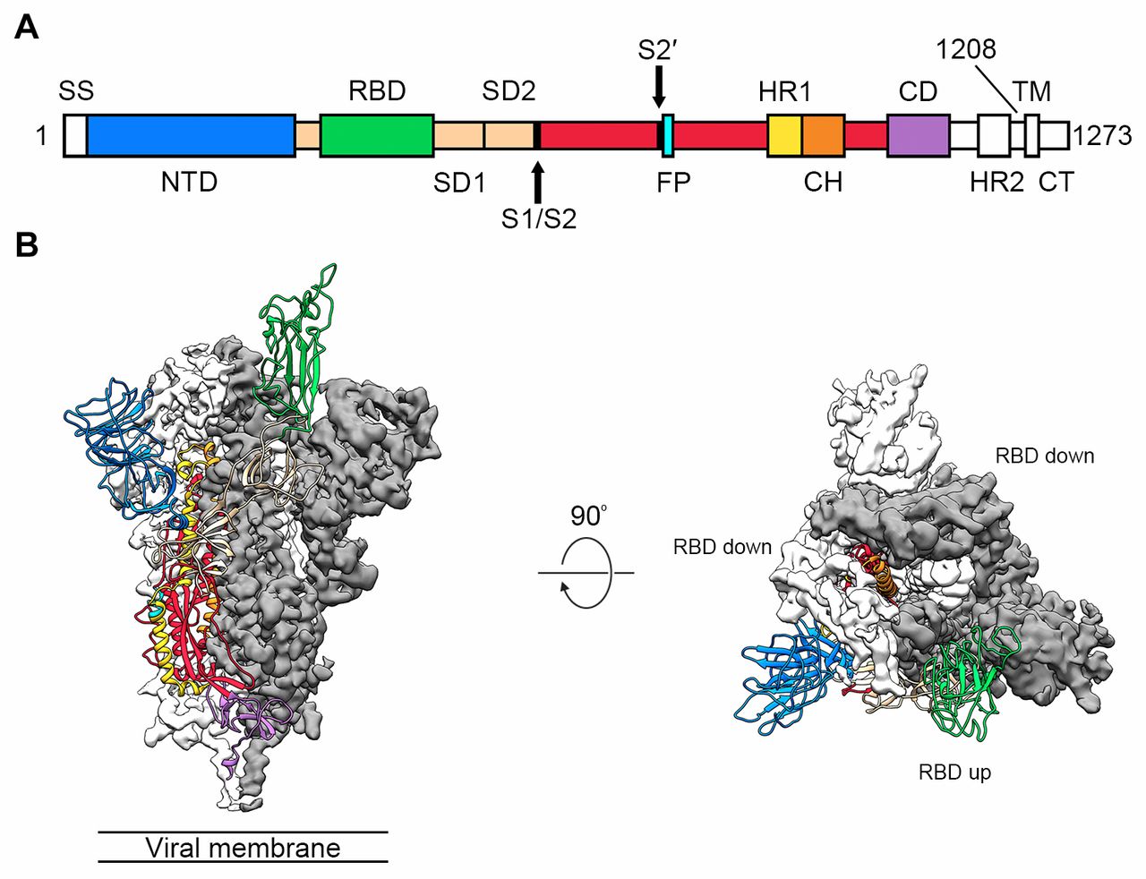 Koronavirüs proteininin atomik düzeyde ilk 3D haritası oluşturuldu!