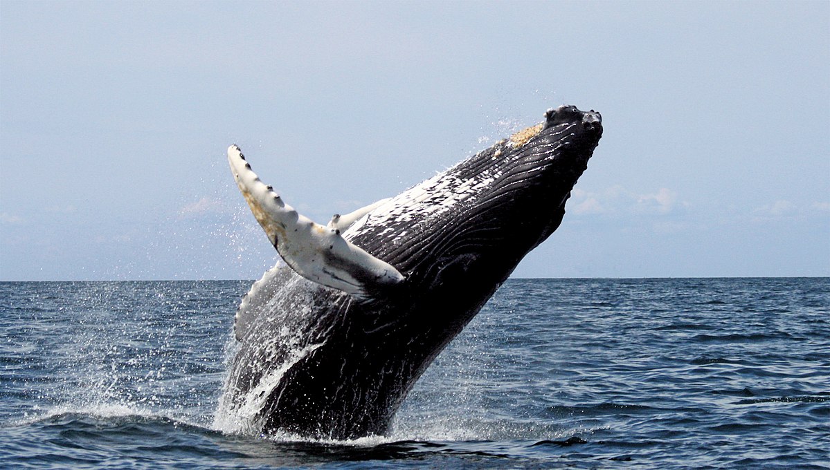 Yeni bir araştırmaya göre balinalar, deri değiştirmek için göç ediyor