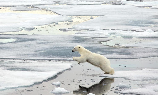 İklim değişikliği ve fosil yakıt ticareti, kutup ayılarını yamyamlığa zorluyor