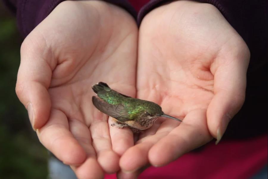 100 milyon yıllık 'kuşumsu dinozor' kafası, kehribar içinde korunmuş hâlde bulundu