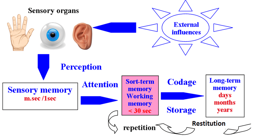 Asetilkolin bağımlı M1 reseptör eksitasyonu hafızanın temelini oluşturuyor